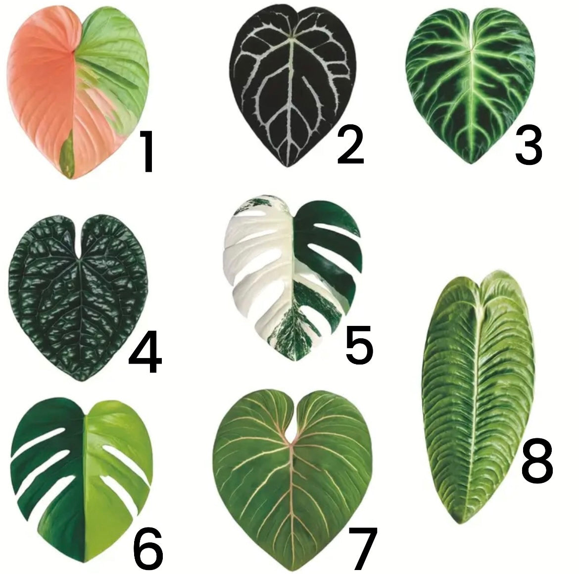 Plant Inspired Fridge Magnets